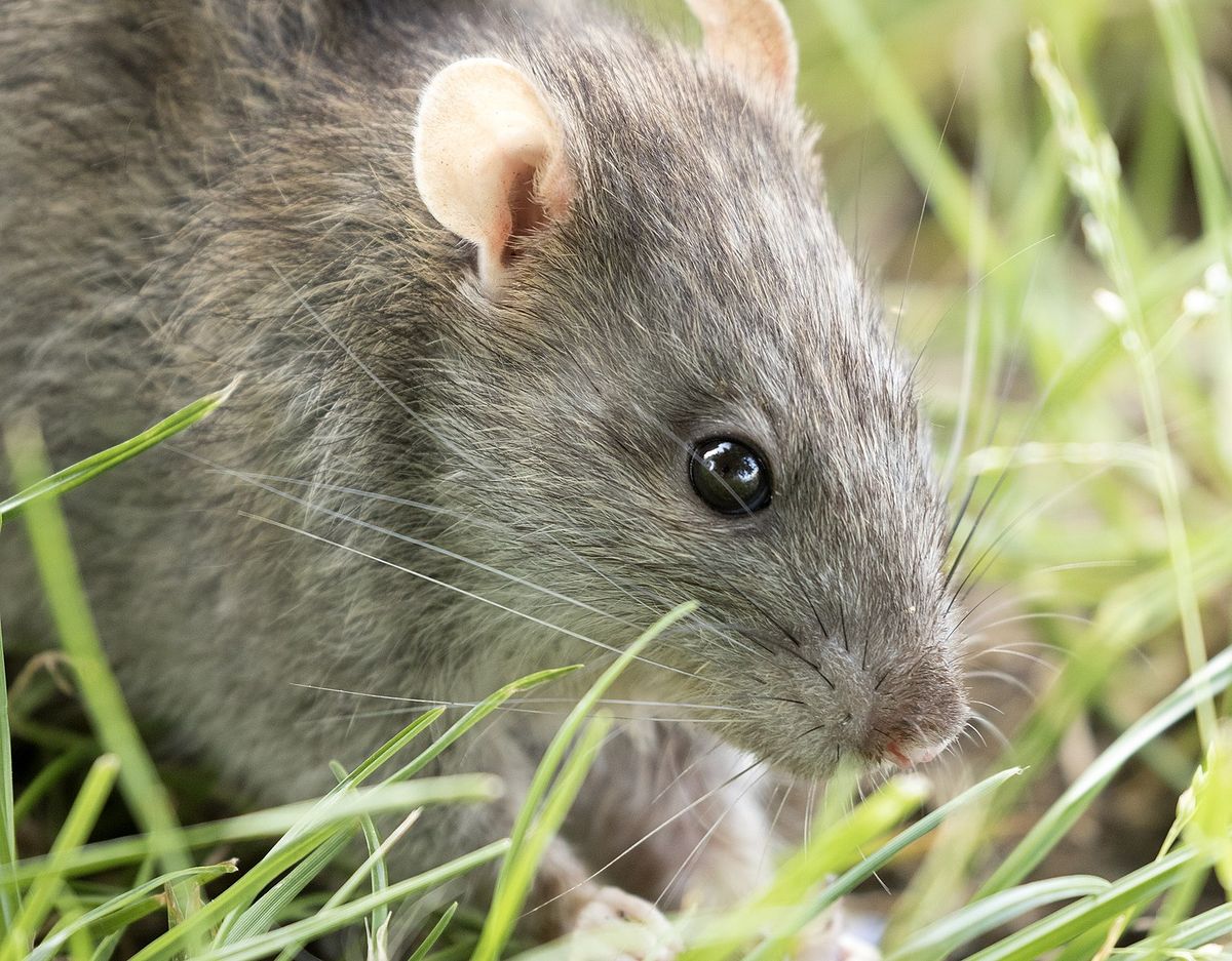 Bruine rat
