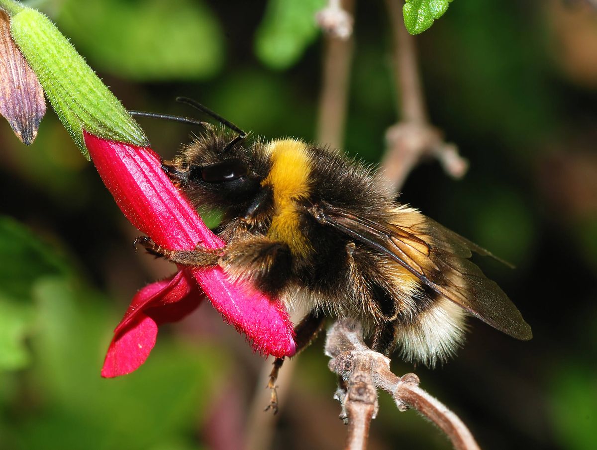 Hommel