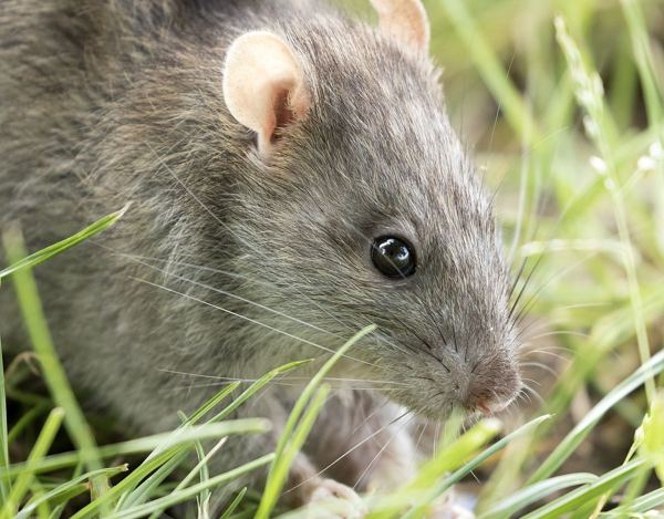 Bruine rat