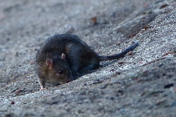 Zwarte rat