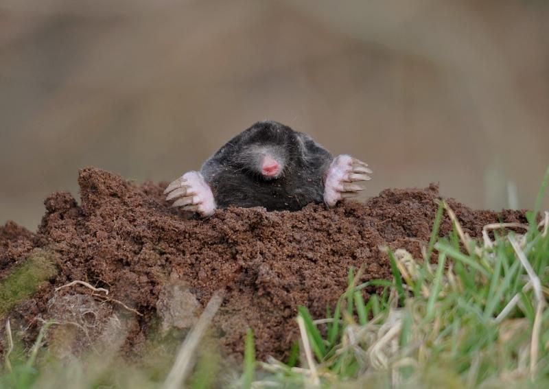 Mol