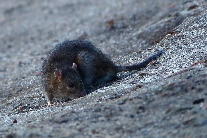 Zwarte rat